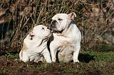 BULLDOG ANGLAIS 067